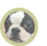 canine