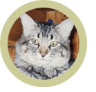 feline